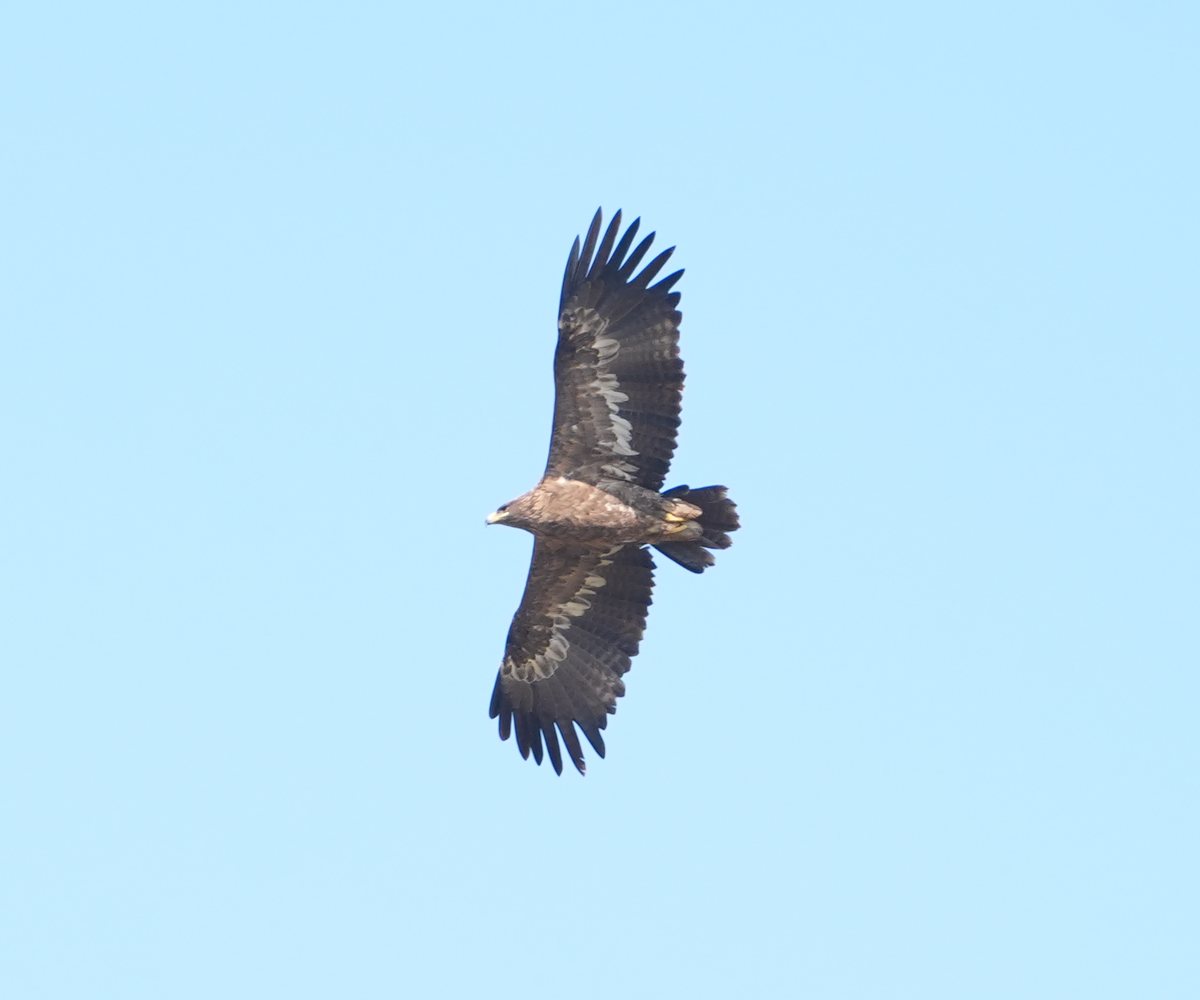 草原雕